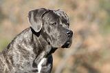 CANE CORSO 983